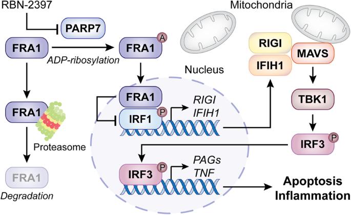 PARP7 and nucleic acid-driven oncosuppression