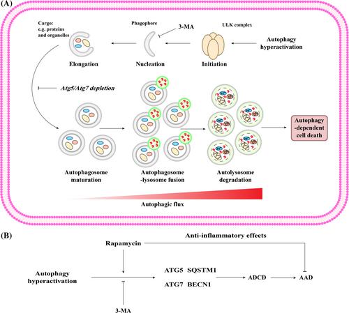 Regulated vascular smooth muscle cell death in vascular diseases