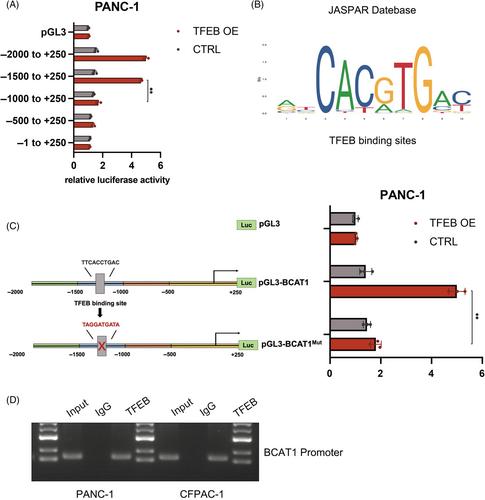 Transcription factor EB reprograms branched-chain amino acid metabolism and promotes pancreatic cancer progression via transcriptional regulation of BCAT1