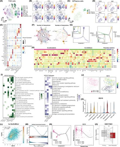 Single-cell RNA sequencing elucidated the landscape of breast cancer brain metastases and identified ILF2 as a potential therapeutic target