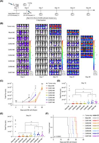 Comparison of seven CD19 CAR designs in engineering NK cells for enhancing anti-tumour activity