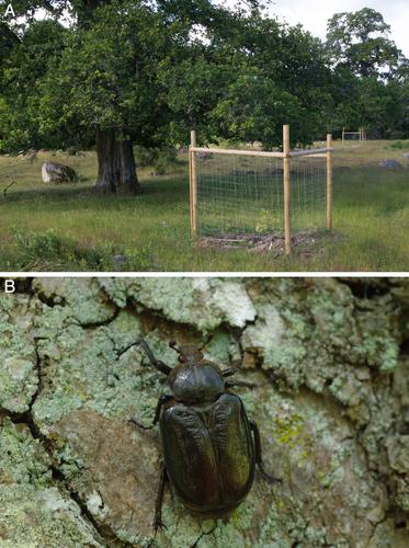 Habitat requirements of deadwood-dependent invertebrates that occupy tree hollows