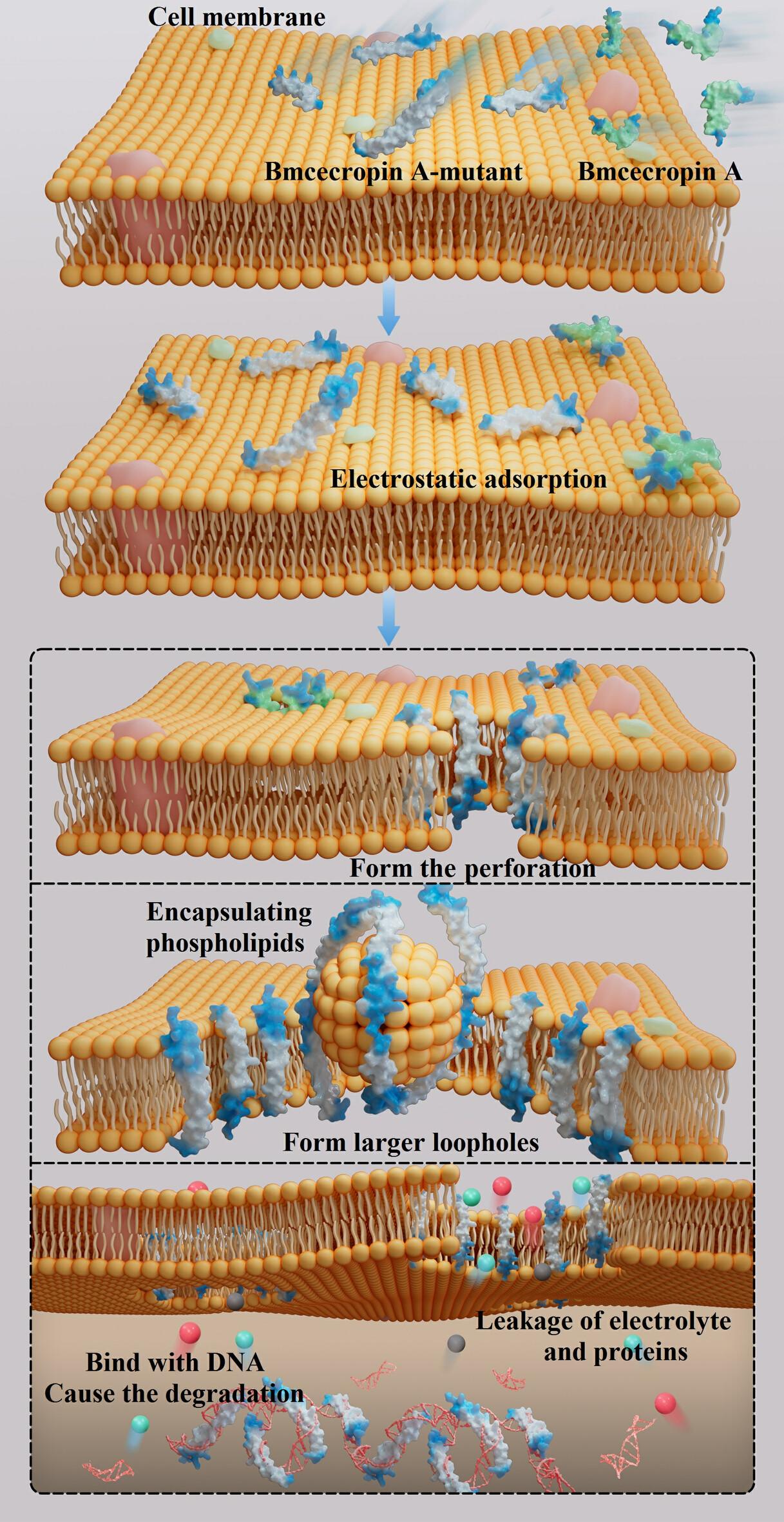 Antibacterial mechanism and structure–activity relationships of Bombyx mori cecropin A