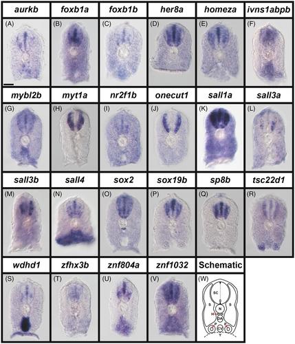 Transcriptional regulators with broad expression in the zebrafish spinal cord