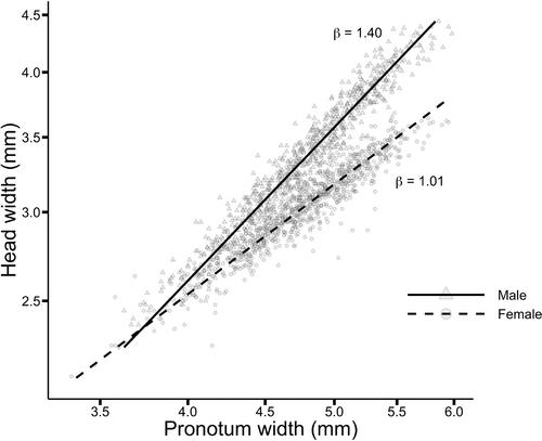 Sexual dimorphism in head size in wild burying beetles