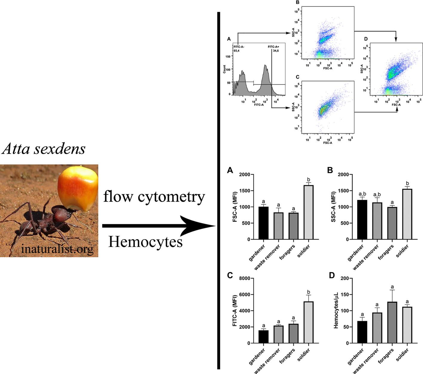 Population profile of haemocytes in the subcastes of the leaf-cutter ant Atta sexdens (Hymenoptera: Formicidae) unveiled by flow cytometry