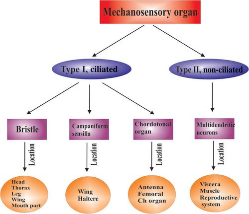 Antenna development, function and its direct or indirect impact on physiology and behaviour of Drosophila melanogaster