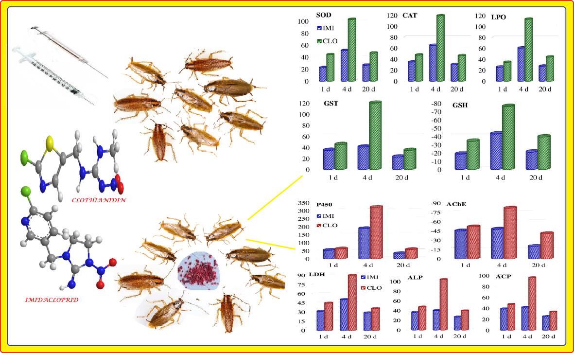 Comparative study on biochemical responses to imidacloprid and clothianidin in cockroaches (Blattella germanica)