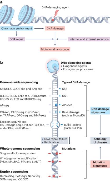 Methods and applications of genome-wide profiling of DNA damage and rare mutations