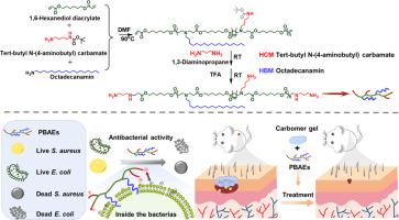 The study of antibacterial activity of cationic poly(β-amino ester) regulating by amphiphilic balance