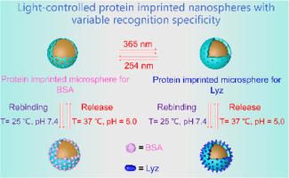 Light-controlled protein imprinted nanospheres with variable recognition specificity