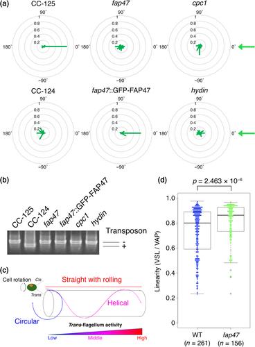 Structure and function of FAP47 in the central pair apparatus of Chlamydomonas flagella