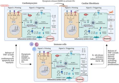 Targeting the NLRP3 inflammasome signalling for the management of atrial fibrillation