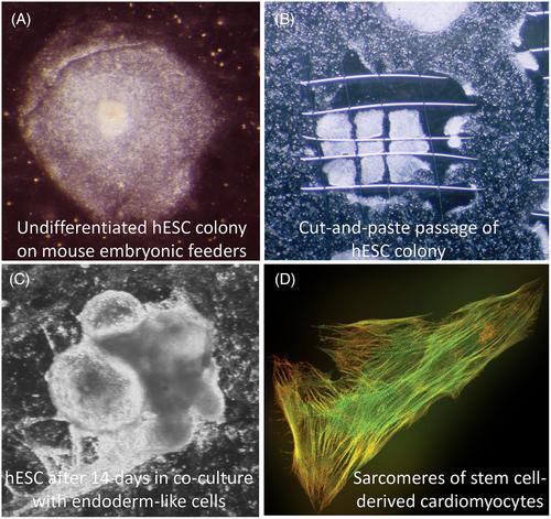 Heart and vessels from stem cells: A short history of serendipity and good luck