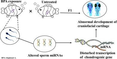 Paternal bisphenol A exposure alters craniofacial cartilage development in rare minnow (Gobiocypris rarus) descendants
