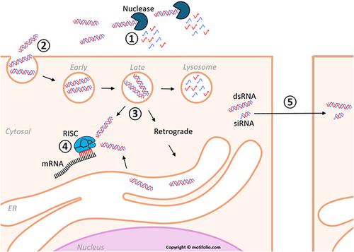 Recent advances in understanding of the mechanisms of RNA interference in insects