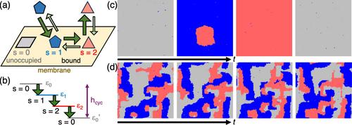 Nonequilibrium Membrane Dynamics Induced by Active Protein Interactions and Chemical Reactions: A Review