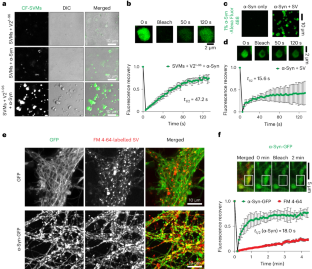 VAMP2 chaperones α-synuclein in synaptic vesicle co-condensates