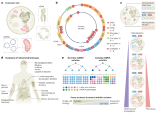 Mitochondrial genetics through the lens of single-cell multi-omics