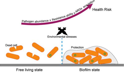 Integrating Multiple Bacterial Phenotypes and Bayesian Network for Analyzing Health Risks of Pathogens in Plastisphere