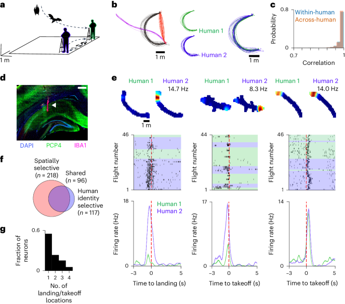 Neural representation of human experimenters in the bat hippocampus