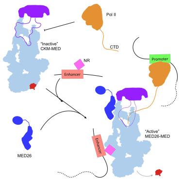 An IDR-dependent mechanism for nuclear receptor control of Mediator interaction with RNA polymerase II