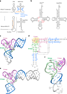 Structural basis of MALAT1 RNA maturation and mascRNA biogenesis