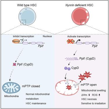 Nynrin preserves hematopoietic stem cell function by inhibiting the mitochondrial permeability transition pore opening