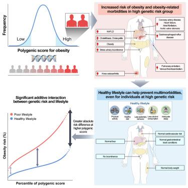 Association of genetic risk, lifestyle, and their interaction with obesity and obesity-related morbidities