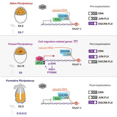 A transient transcriptional activation governs unpolarized-to-polarized morphogenesis during embryo implantation