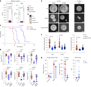 Glutathione-mediated redox regulation in Cryptococcus neoformans impacts virulence