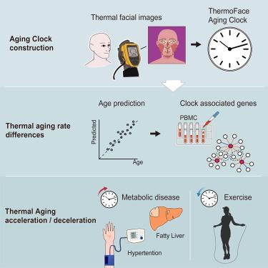 Thermal facial image analyses reveal quantitative hallmarks of aging and metabolic diseases