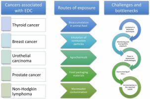 Hazard identification of endocrine-disrupting carcinogens (EDCs) in relation to cancers in humans