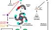 A comprehensive review of soybean RNL and TIR domain proteins.