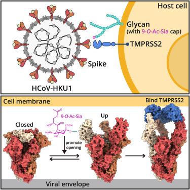 TMPRSS2 and glycan receptors synergistically facilitate coronavirus entry