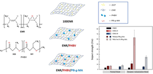 Toughened Poly(3-hydroxybutyrate-co-3-hydroxyvalerate)/Epoxidized Natural Rubber Blends Fabricated by Dynamic Vulcanization and Interfacial Compatibilization