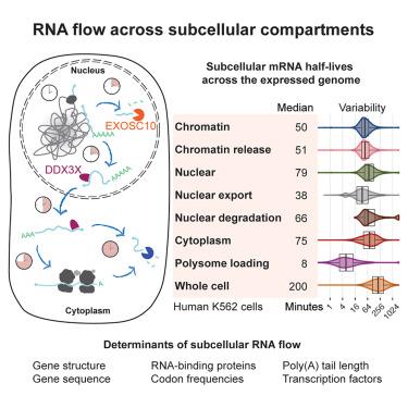 Genome-wide quantification of RNA flow across subcellular compartments reveals determinants of the mammalian transcript life cycle