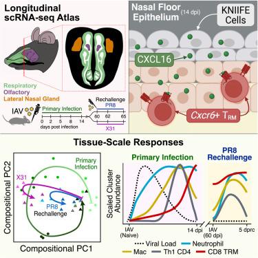 Primary nasal influenza infection rewires tissue-scale memory response dynamics