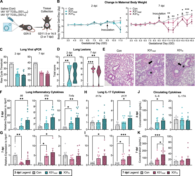 Influenza A virus during pregnancy disrupts maternal intestinal immunity and fetal cortical development in a dose- and time-dependent manner