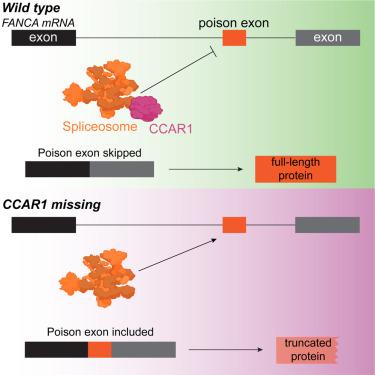 CCAR1 promotes DNA repair via alternative splicing