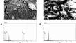 Evaluation of Anti-Biofilm and in Vitro Wound Healing Activity of Bacterial Cellulose Loaded with Nanoparticles and Borax