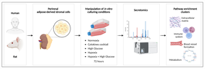 Culturing Conditions Dictate the Composition and Pathways Enrichment of Human and Rat Perirenal Adipose-Derived Stromal Cells' Secretomes.