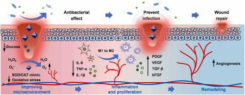 Enhancing diabetic wound healing: A two-pronged approach with ROS scavenging and ROS-independent antibacterial properties