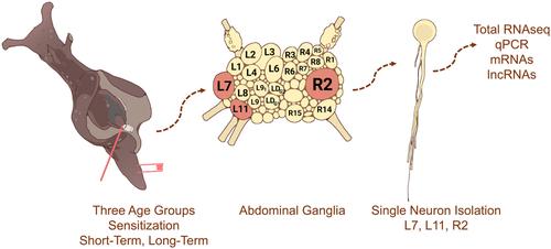 Single-neuron analysis of aging-associated changes in learning reveals impairments in transcriptional plasticity