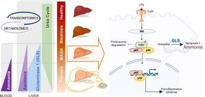 The lipopolysaccharide-TLR4 axis regulates hepatic glutaminase 1 expression promoting liver ammonia build-up as steatotic liver disease progresses to steatohepatitis