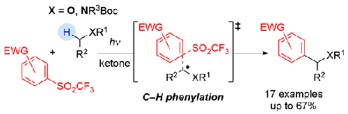 Photoinduced Aryl Ketone-Catalyzed Phenylation of C(sp3)–H Bonds Attached to the Heteroatom of Ethers and N-Boc-amines via Concerted Homolytic Aromatic Substitution