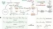 C13-apocarotenoids biosynthesis with engineered microbes