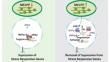 Reviving resilience: MEcPP-mediated ASK1-IMPα-9-TRP2 stress-responsive module