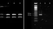 Navigating the intricacies of RT-qPCR data analysis in gene expression studies