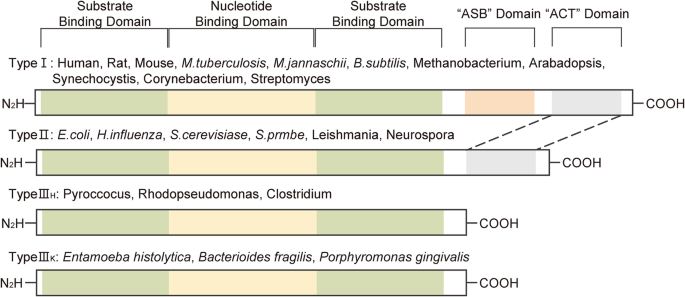 PHGDH: a novel therapeutic target in cancer